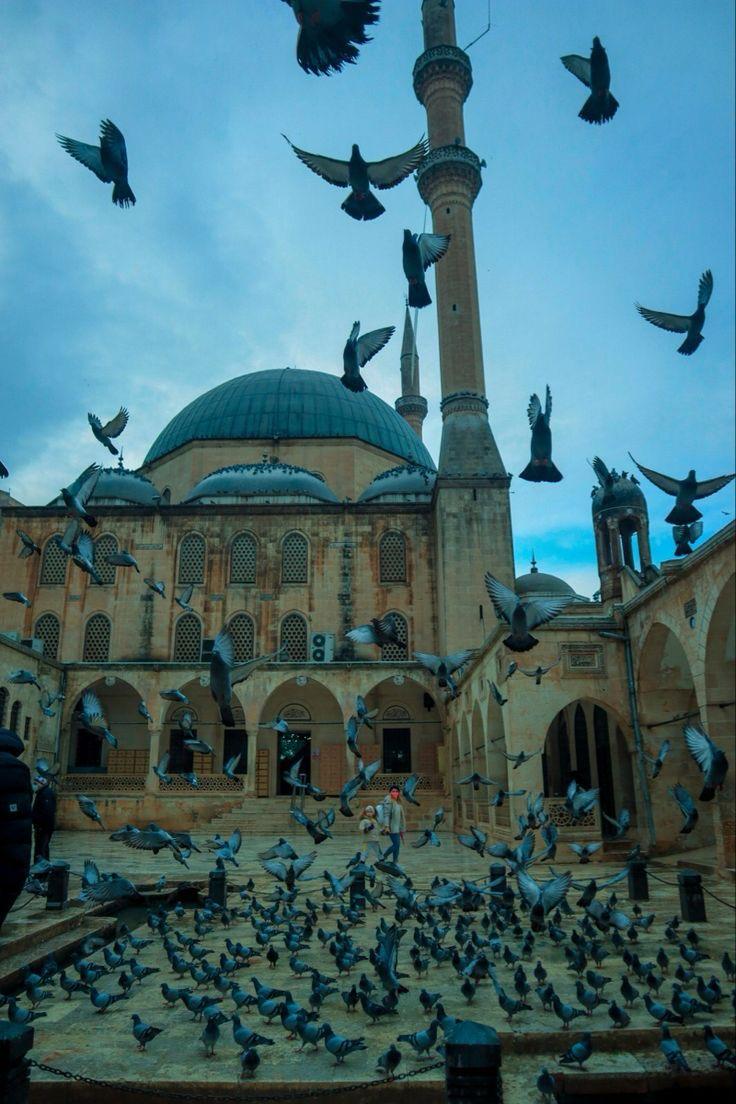 Mevlid-i Halil Camii ve Güvercinler